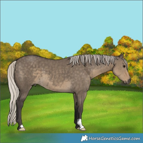 Horse Color:Unknown 