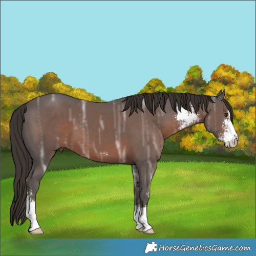 Horse Color:Unknown 
