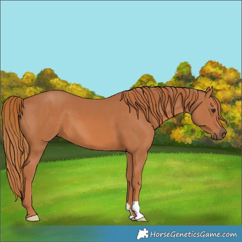 Horse Color:Unknown 