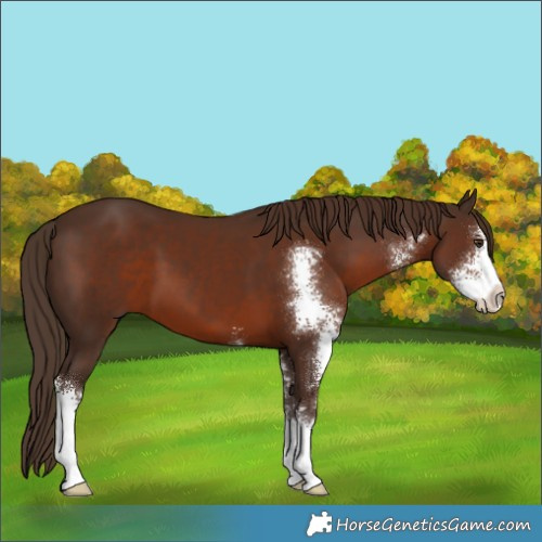 Horse Color:Unknown 