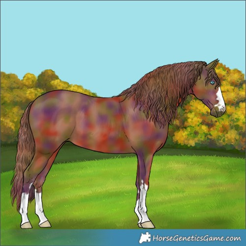 Horse Color:Nacre Chestnut