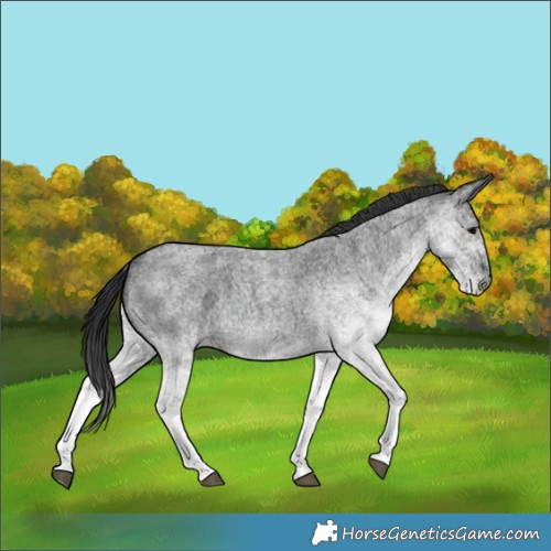Horse Color:White Spotted Blue Roan 