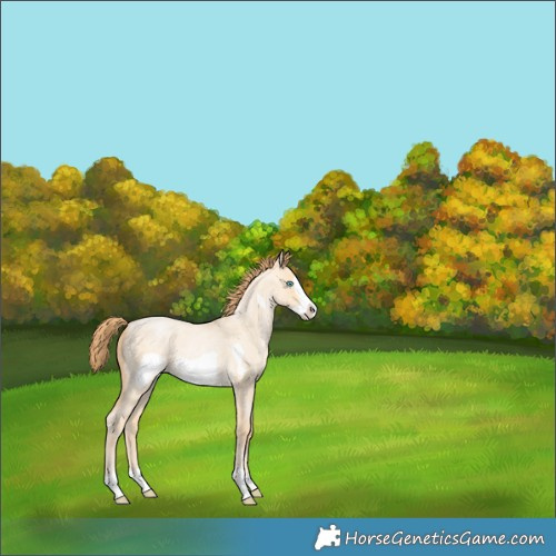 Horse Color:Buckskin Roan Pearl Dun Frame 