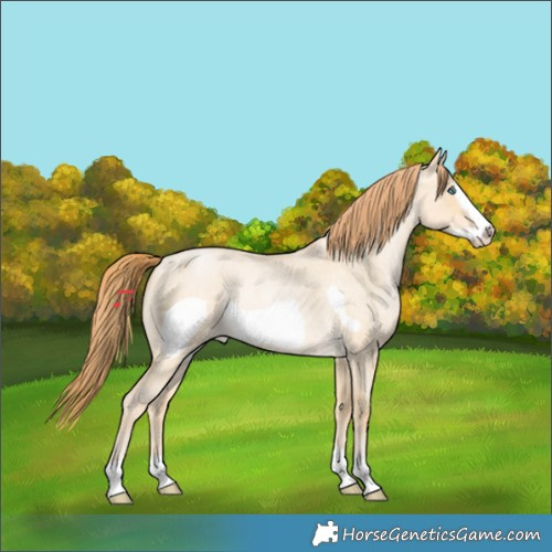 Horse Color:Buckskin Roan Pearl Dun Frame