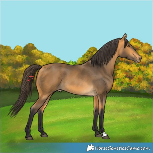 Horse Color:Buckskin