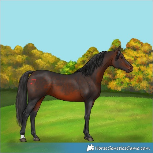 Horse Color:Brown 