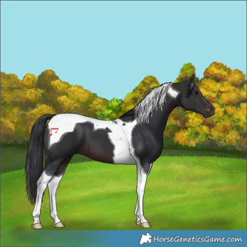 Horse Color:Brown Tobiano 