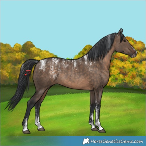 Horse Color:Powder White Brown Dun Rabicano