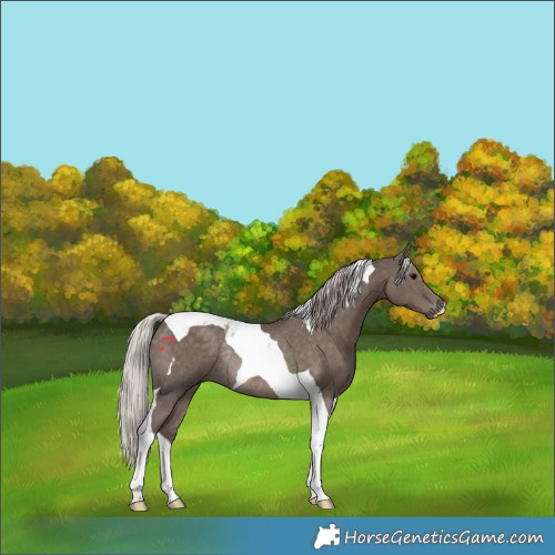 Horse Color:Silver Black Tobiano Rabicano 