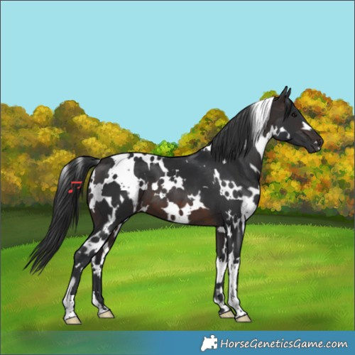 Horse Color:White Spotted Brown 
