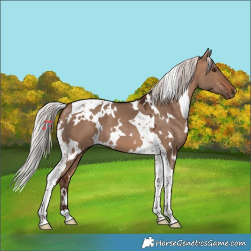 Horse Color:White Spotted Silver Brown Dun Tobiano 