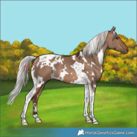 Horse Color:White Spotted Silver Brown Dun Tobiano 