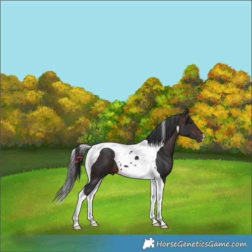 Horse Color:Brown Tobiano
