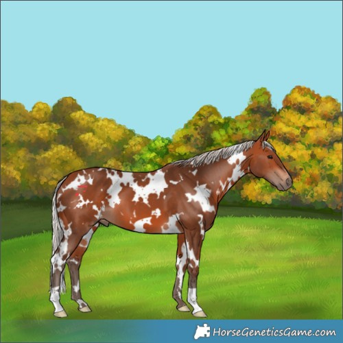 Horse Color:White Spotted Silver Bay 