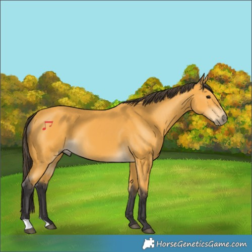 Horse Color:Buckskin 