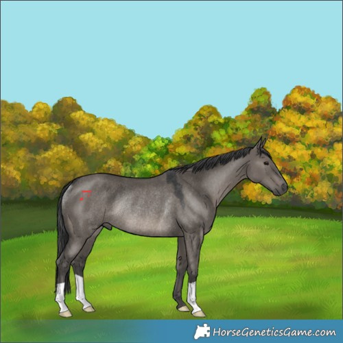 Horse Color:Grullo Rabicano