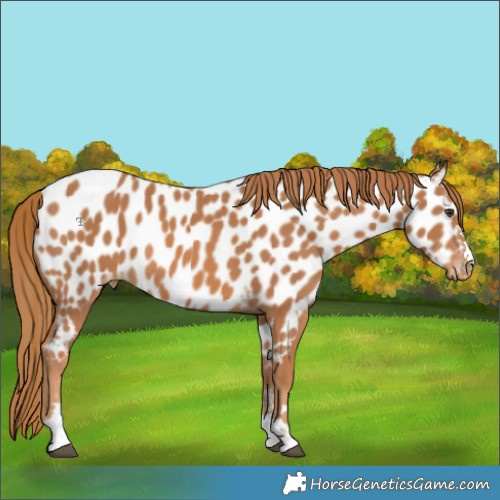 Horse Color:Chestnut Appaloosa 
