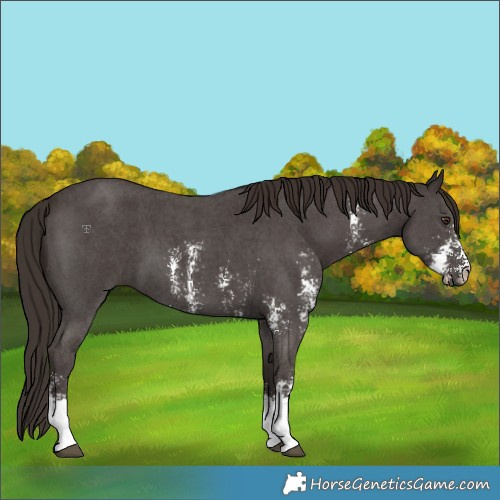 Horse Color:Liver Chestnut Sabino 