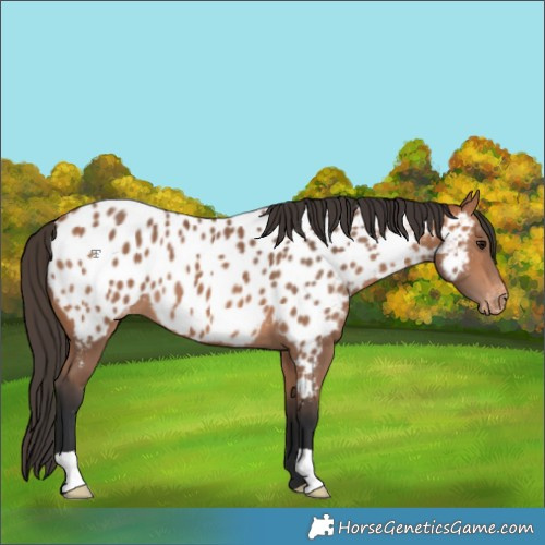 Horse Color:Bay Appaloosa 
