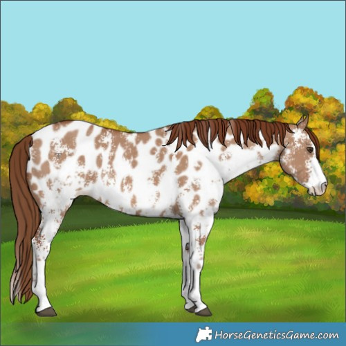 Horse Color:Red Dun Sabino Appaloosa 