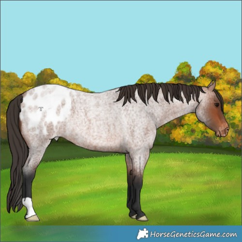 Horse Color:Bay Roan Appaloosa Rabicano 