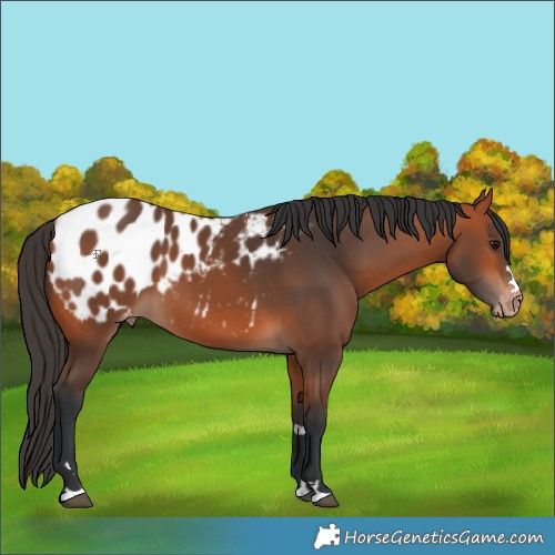 Horse Color:Bay Appaloosa 