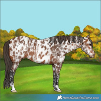 Horse Color:White Spotted Bay Splash Frame Appaloosa and Bay Appaloosa