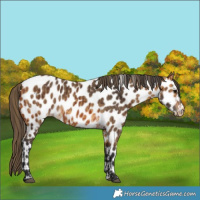 Horse Color:Bay Near Leopard and Buckskin Leopard
