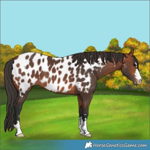 Horse Color:Bay Appaloosa 