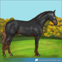 Horse Color:Gray Liver Chestnut Rabicano 