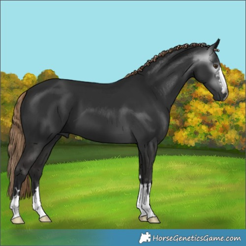 Horse Color:Gray Liver Chestnut
