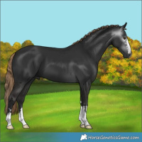 Horse Color:Gray Liver Chestnut