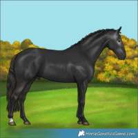 Horse Color:Gray Liver Chestnut 
