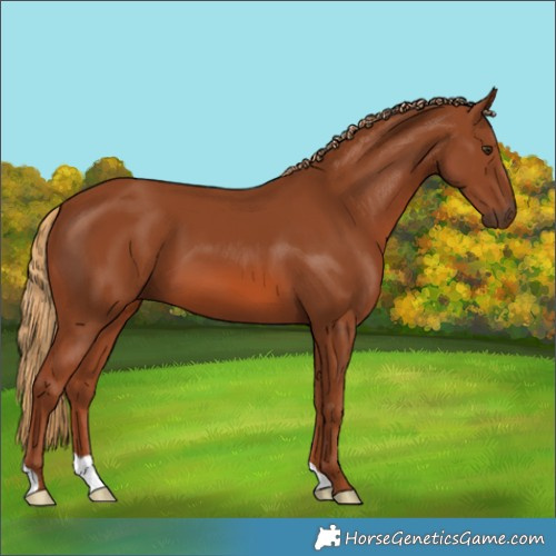 Horse Color:Chestnut 