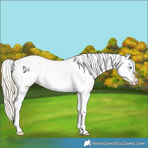 Horse Color:Palomino Dun Sabino Splash 