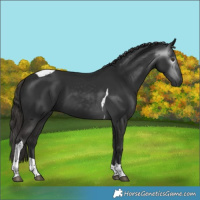 Horse Color:Gray Liver Chestnut Tobiano