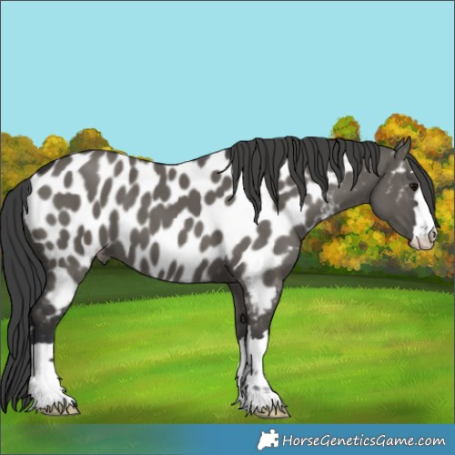 Horse Color:Grullo Appaloosa 