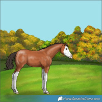 Horse Color:Bay Splash 