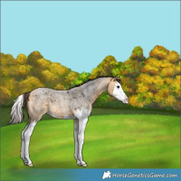 Horse Color:Buckskin Roan Splash