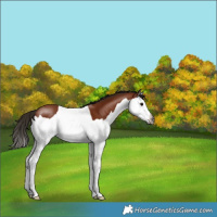 Horse Color:Gray Bay Splash