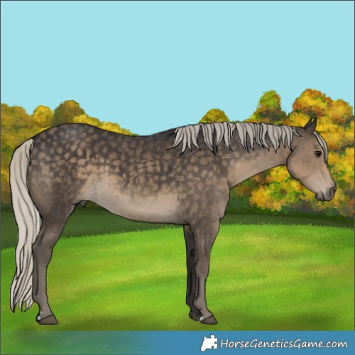 Horse Color:Silver Smoky Black 