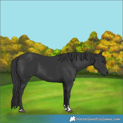 Horse Color:Black 