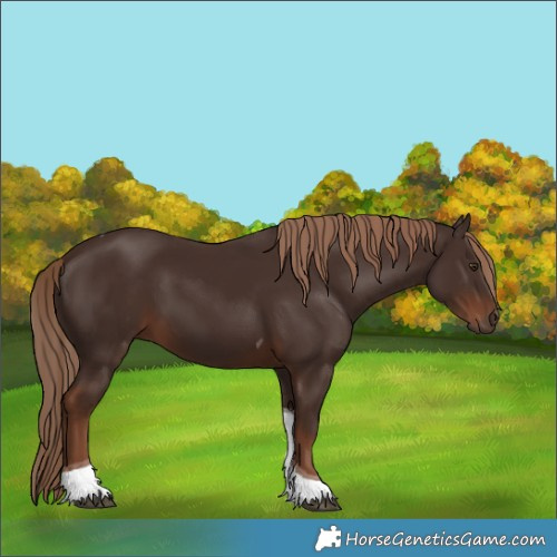Horse Color:Liver Chestnut Tobiano