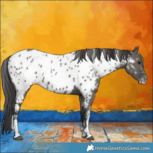 Horse Color:Powder White Grullo Appaloosa 