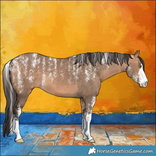 Horse Color:Powder White Bay Dun 