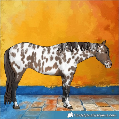 Horse Color:Powder White Brown Dun Appaloosa