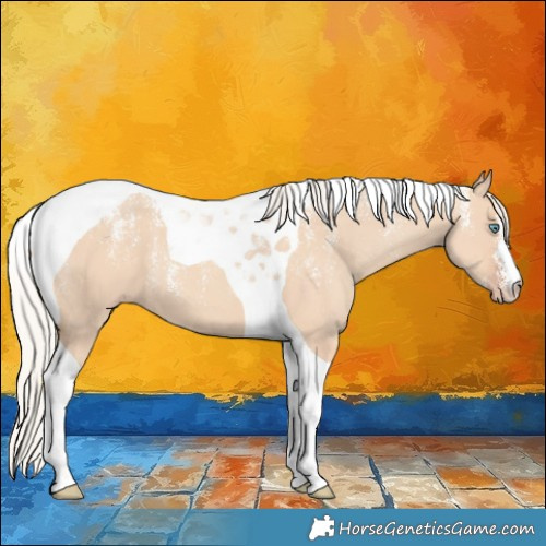 Horse Color:Powder White Silver Classic Champagne Dun Tobiano 