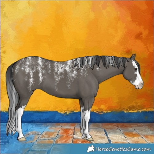Horse Color:Powder White Grullo Splash 