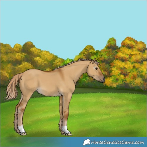 Horse Color:Gray Palomino Dun 