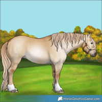 Horse Color:Gray Palomino Dun 